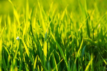 Beautiful green grass background