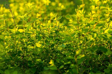 Green bush with young leaves
