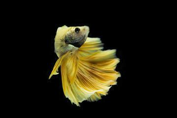 Golden half-moon fighting fish on black background.