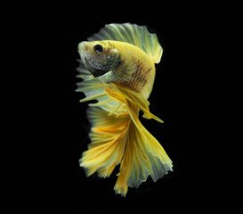 Golden half-moon fighting fish on black background.