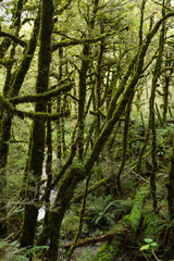 Lush forest along the Kepler Track