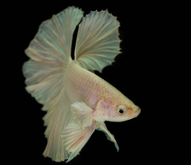 Fototapeta premium White Siam Fighting fish isolated on Black