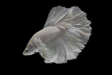 white Fighting fish isolated on a black background.