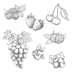 Flavorful fresh garden fruits with leaves sketches