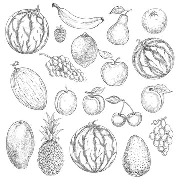Delicious fresh harvested summer fruits sketches