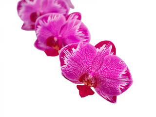 Yukidian orchid in white background, pink orchid