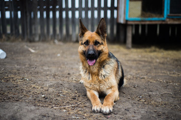 Немецкая овчарка