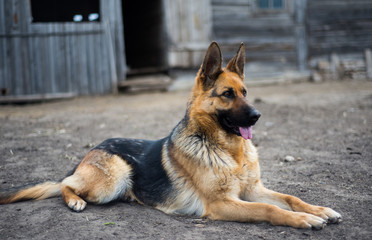 Немецкая овчарка