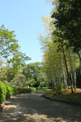 Fototapeta premium Bamboo forest