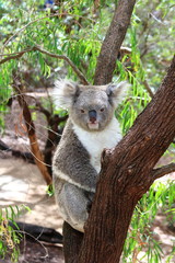 Koala 1