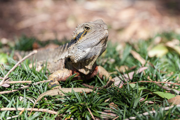 Eastern Water Dragon sunning in the grass