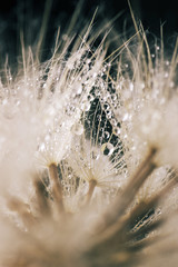 Close-up of dandelion with drops