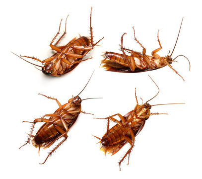 Set of Cockroach isolated on a white background
