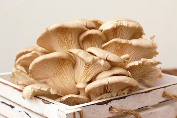 Oyster mushroom in the box on the white background