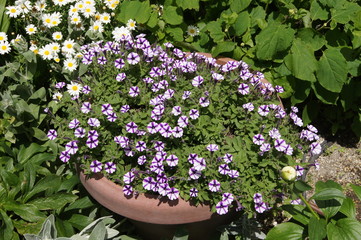 サンシャイン屋上庭園5月の花
