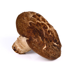 fresh shiitake mushroom on white background
