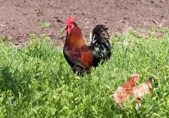 cock and hen walking on grass in the village