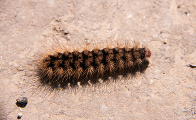 fluffy brown caterpillar crawling on the road
