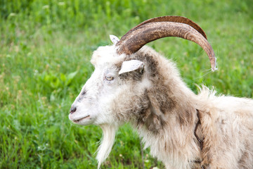goat are grazing on grass in the village