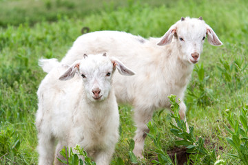 goatlings are grazing on grass in the village