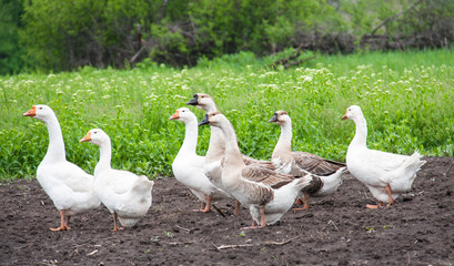 flock of geese grazing on green grass in the village