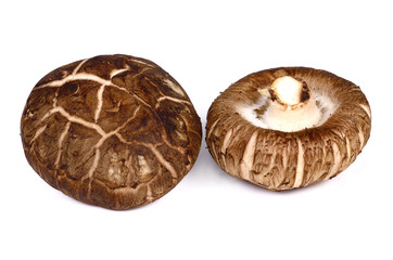 fresh shiitake mushroom on white background