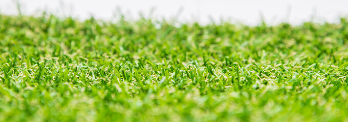 Fresh green grass with white background and selective focus