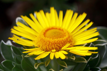 Yellow flower of Carpet Gazania