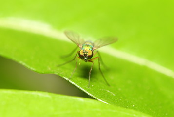 Small insect on green leaf in the garden