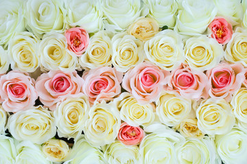 Roses of different colors