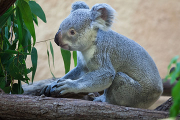Fototapeta premium Queensland koala (Phascolarctos cinereus adustus).