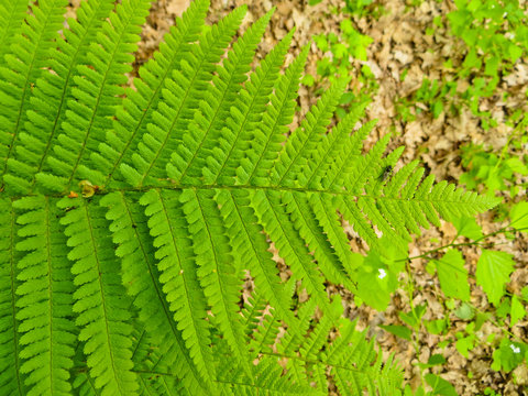 Fern in a forest