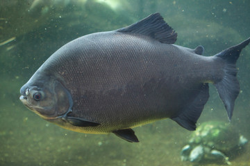 Tambaqui (Colossoma macropomum), also known as the giant pacu.