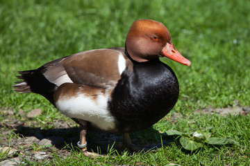 Red-crested pochard (Netta rufina).