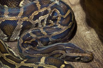 Burmese python (Python bivittatus).
