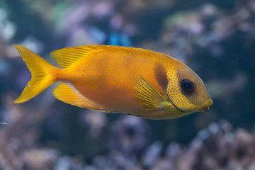 Blue-spotted spinefoot (Siganus corallinus).