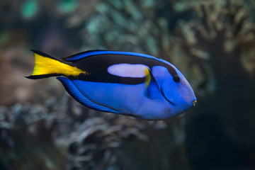 Fototapeta na wymiar Blue surgeonfish (Paracanthurus hepatus).