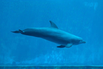 Fototapeta premium Common bottlenose dolphin (Tursiops truncatus).