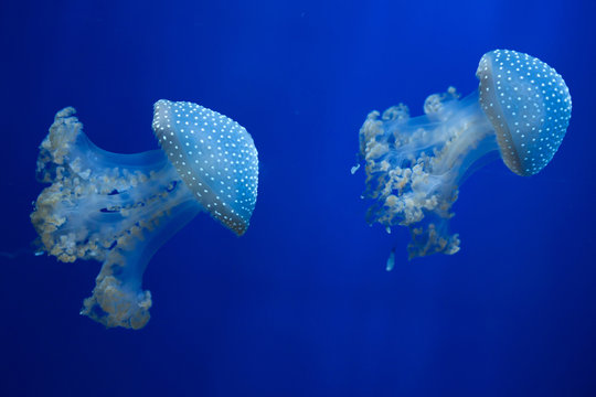 White-spotted jellyfish (Phyllorhiza punctata).