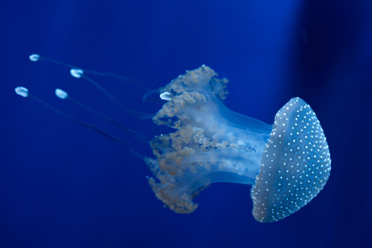 White-spotted jellyfish (Phyllorhiza punctata).