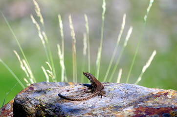Lézard