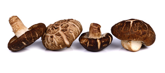 fresh shiitake mushroom on white background