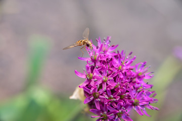 bee landing on purple allium flower