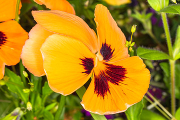オレンジ色のパンジー