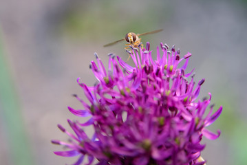 flying bee from an allium flower in the garden. macro photography