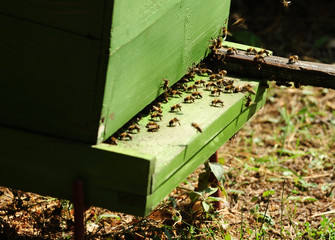 Honey bee hives
