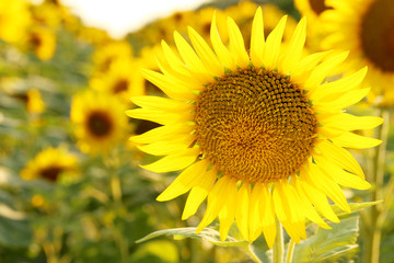 Sunflower in the field