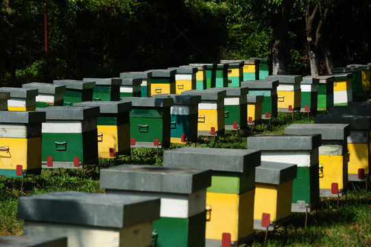 Honey bee hives © Uzfoto