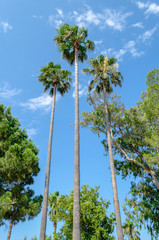 Obraz premium Three tall thin palm trees shot up into the blue sky