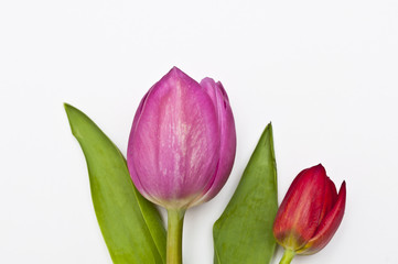 Tulpen freigestellt